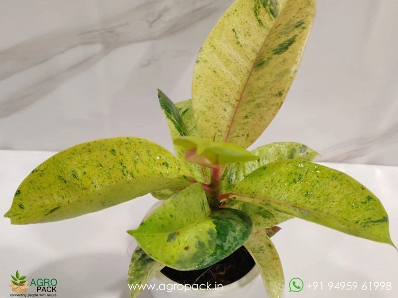 Golden-Shivereana-Rubber-Plant2