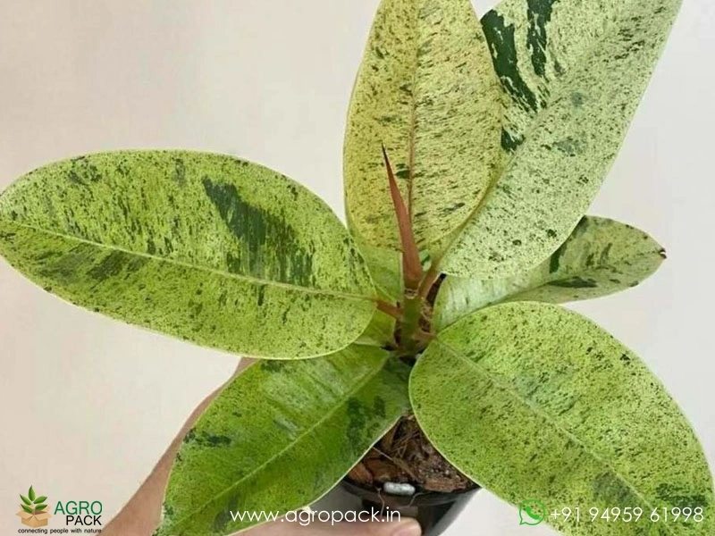 Golden-Shivereana-Rubber-Plant3