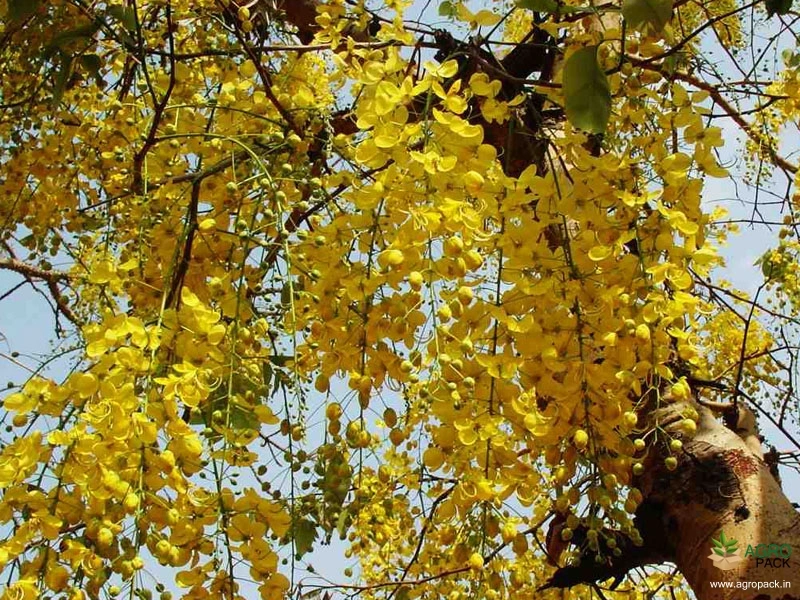 Golden-Shower-Tree1