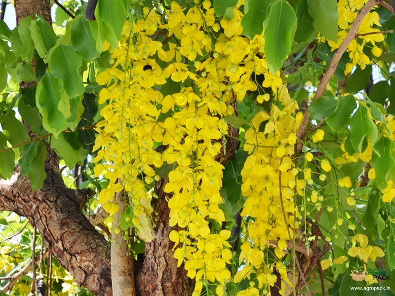 Golden-Shower-Tree2