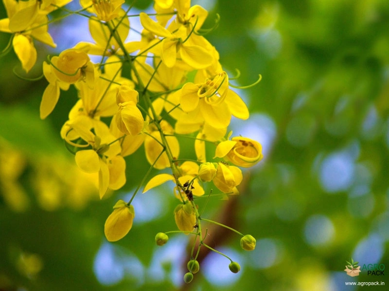 Golden-Shower-Tree4