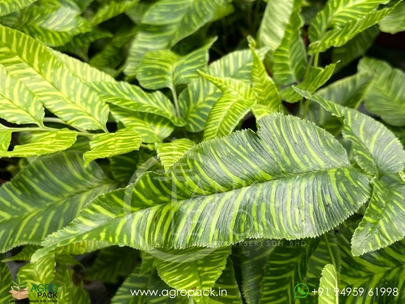 Golden-Zebra-Fern4