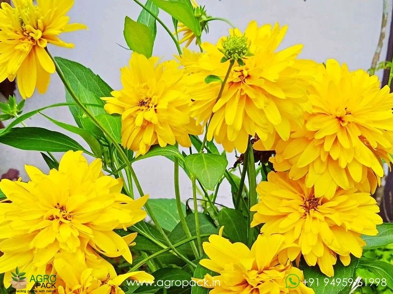 Golden-glory1