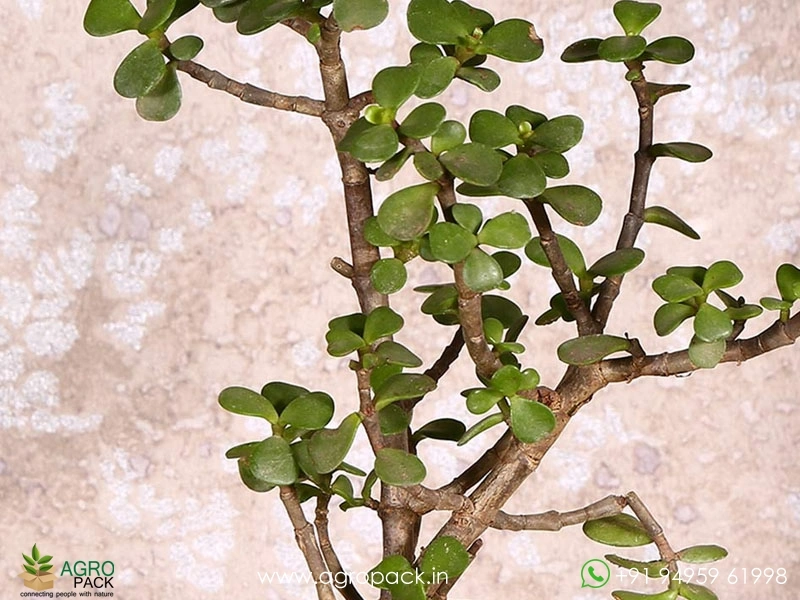 Good-Luck-Jade-Plant1