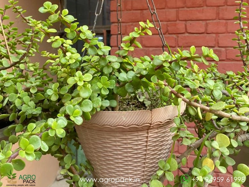 Good-Luck-Jade-Plant2