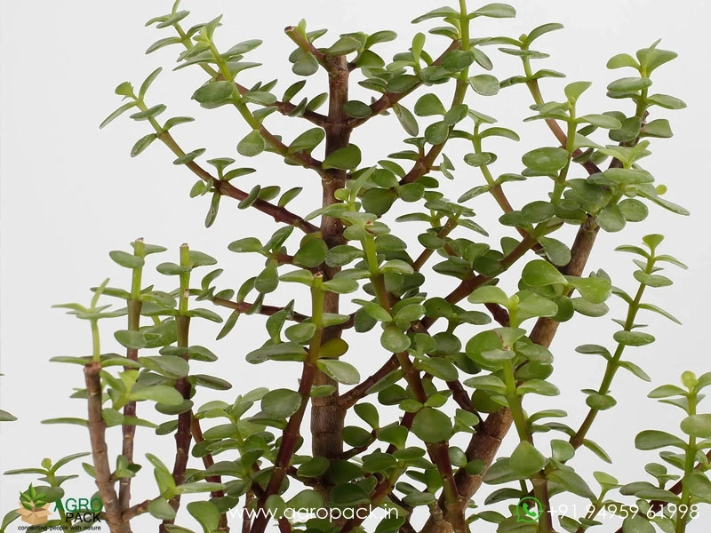 Good-Luck-Jade-Plant3