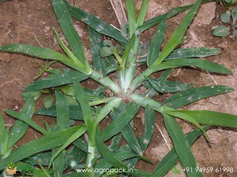 Goose-Grass1