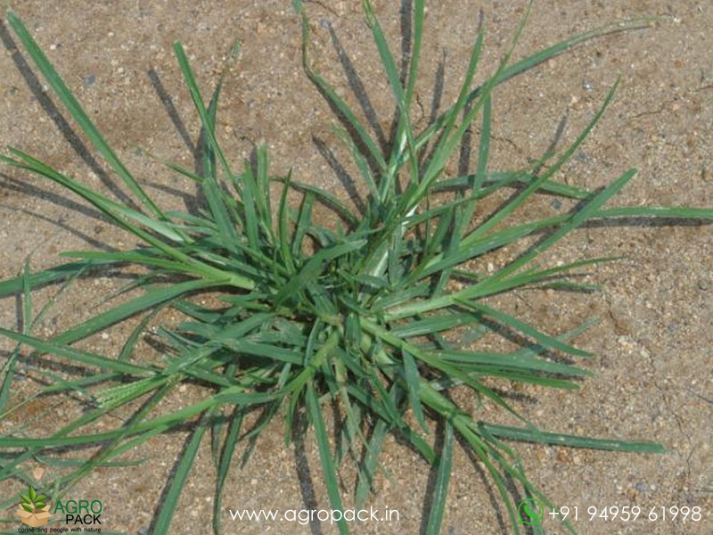 Goose-Grass2