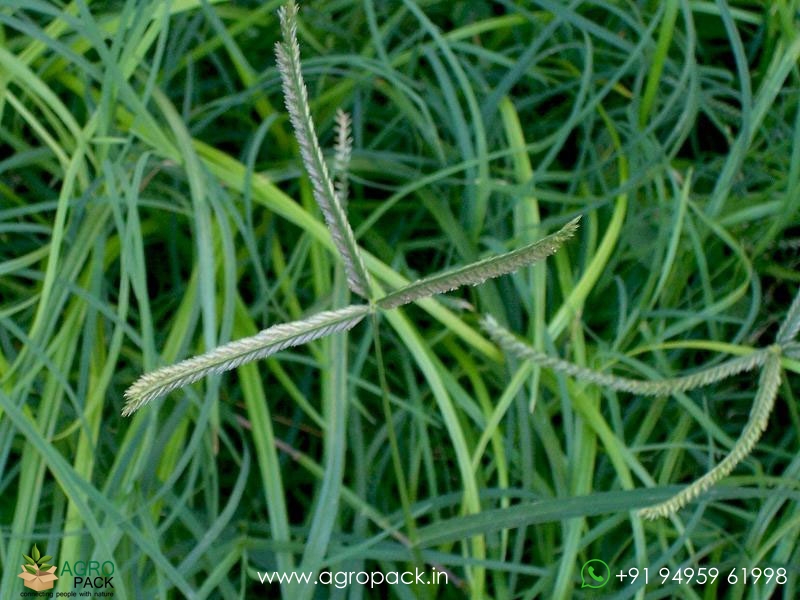 Goose-Grass4