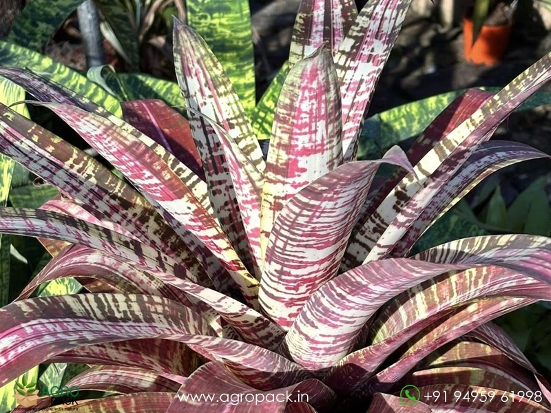 Goudaea-Nazca-Bromeliad3