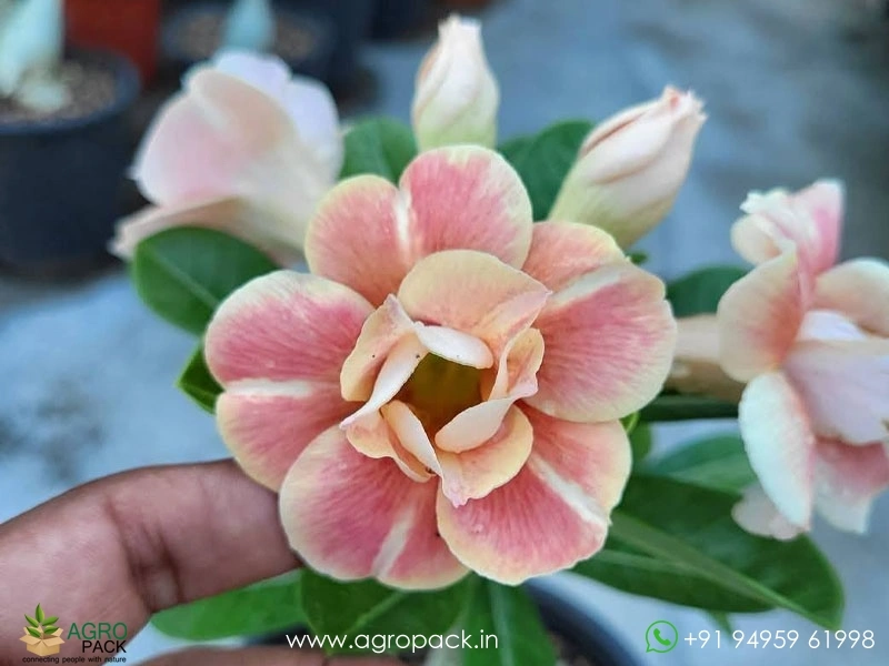 Grafted-Adenium1