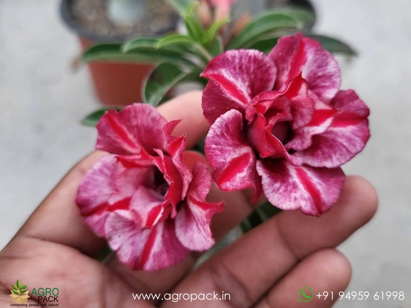 Grafted-Adenium2
