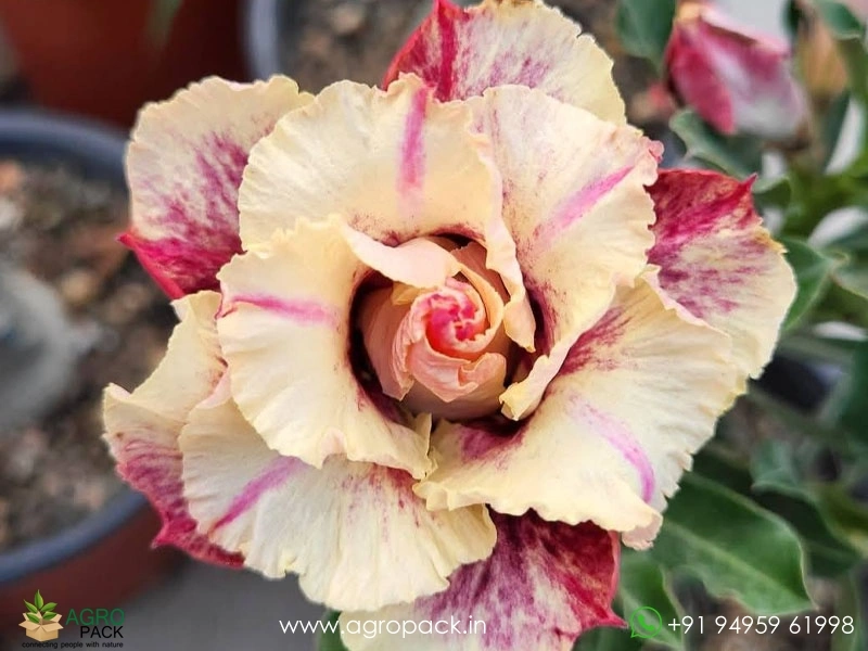 Grafted-Adenium3