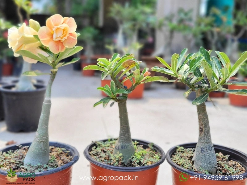 Grafted-Adenium4