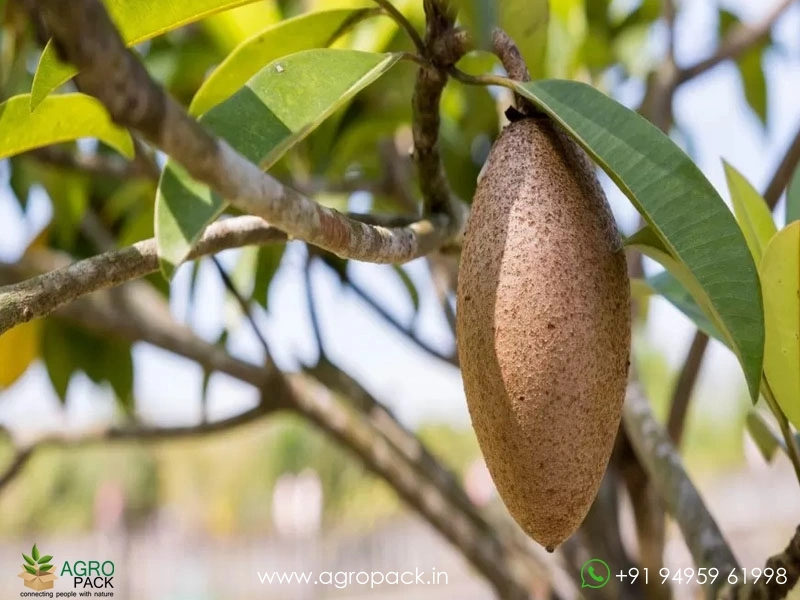 Grafted-Banana-Chikoo1