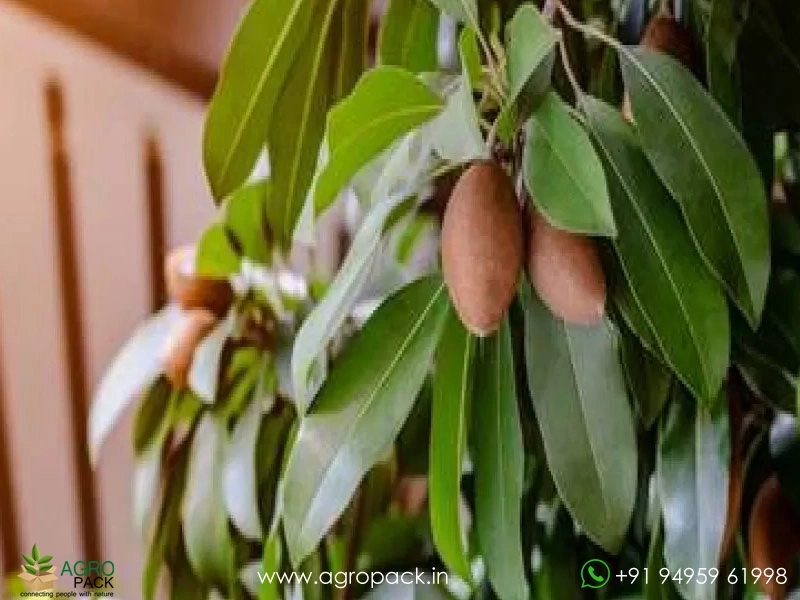 Grafted-Banana-Chikoo2