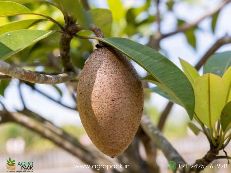 Grafted-Banana-Chikoo3