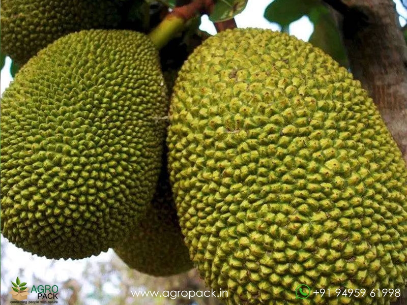 Grafted-Jackfruit1