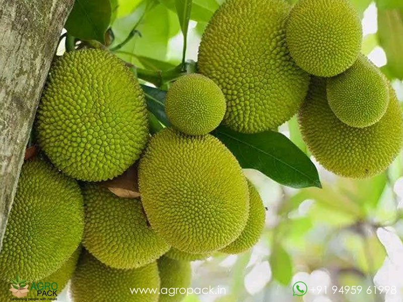 Grafted-Jackfruit2