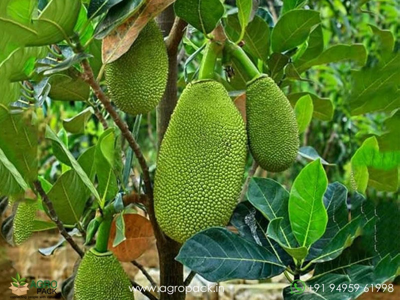 Grafted-Jackfruit4