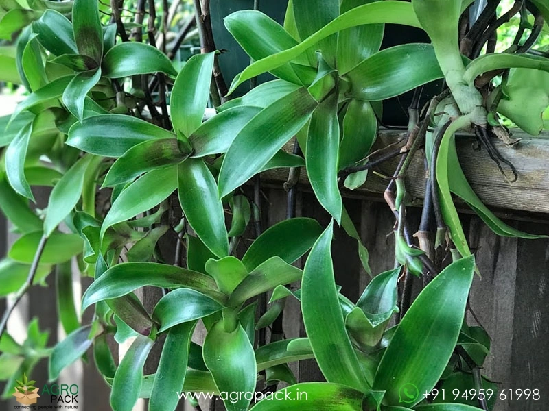 Green-Basket3