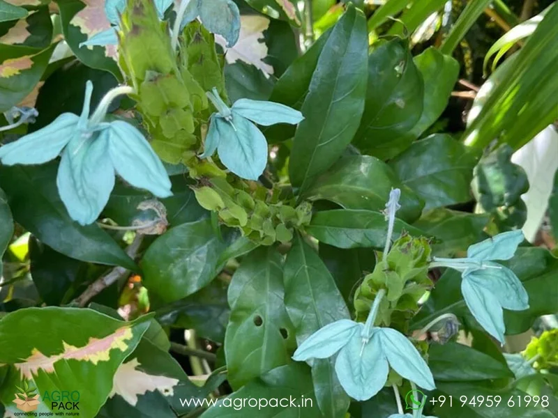 Green-Crossandra2