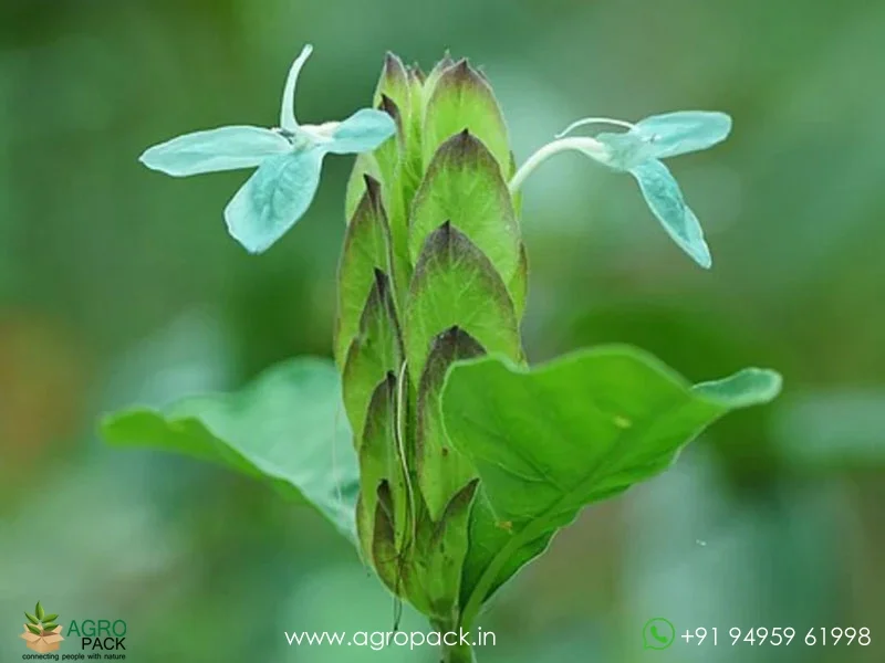 Green-Crossandra3