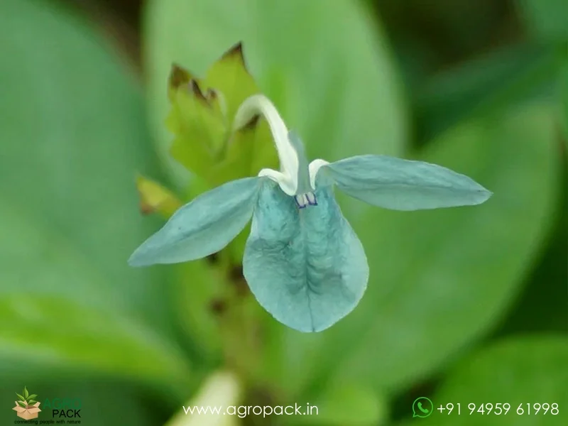 Green-Crossandra4