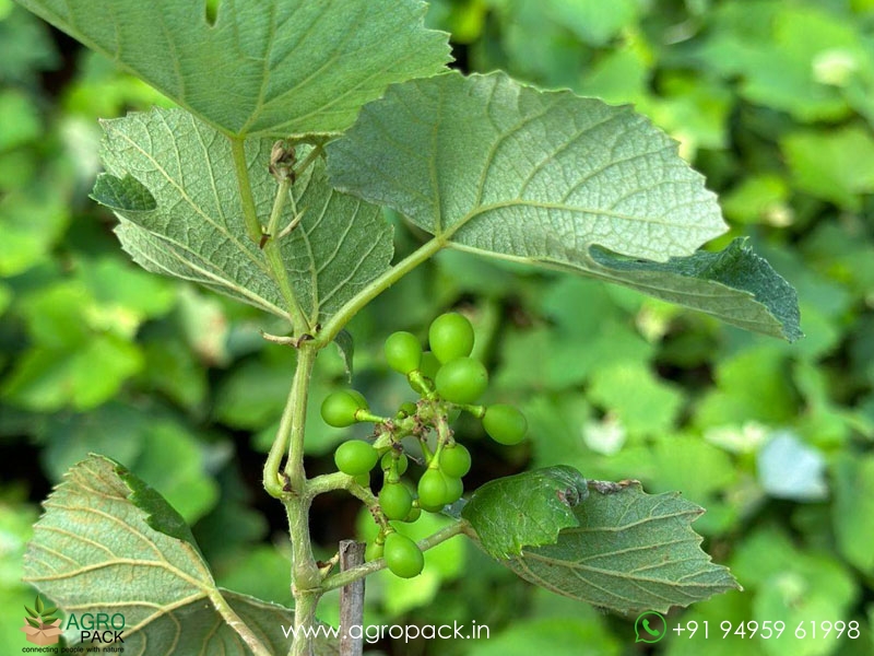 Green-Grapes1