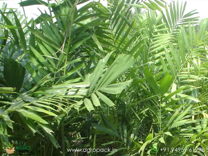 Green-Kentia-Macarthur-palm1