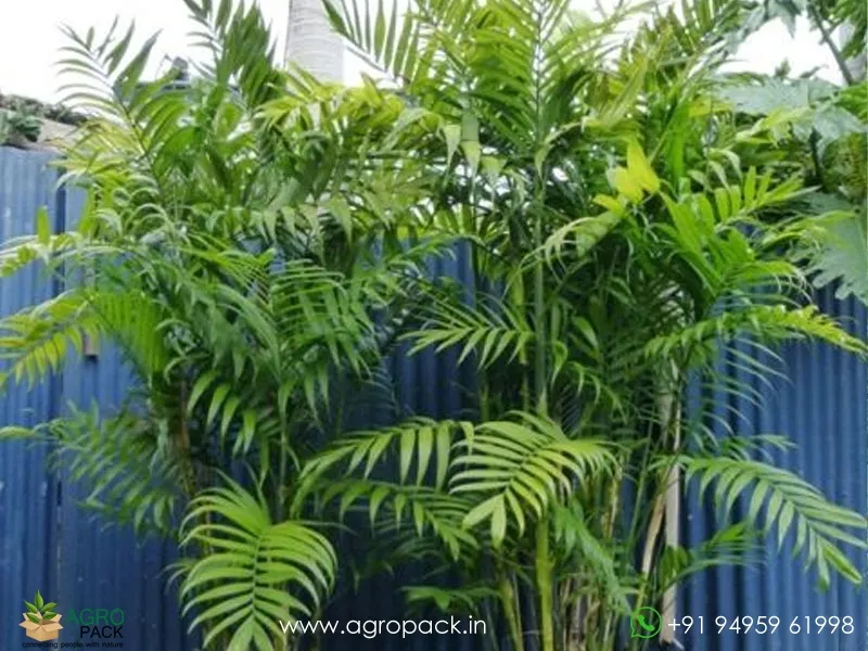 Green-Kentia-Macarthur-palm2