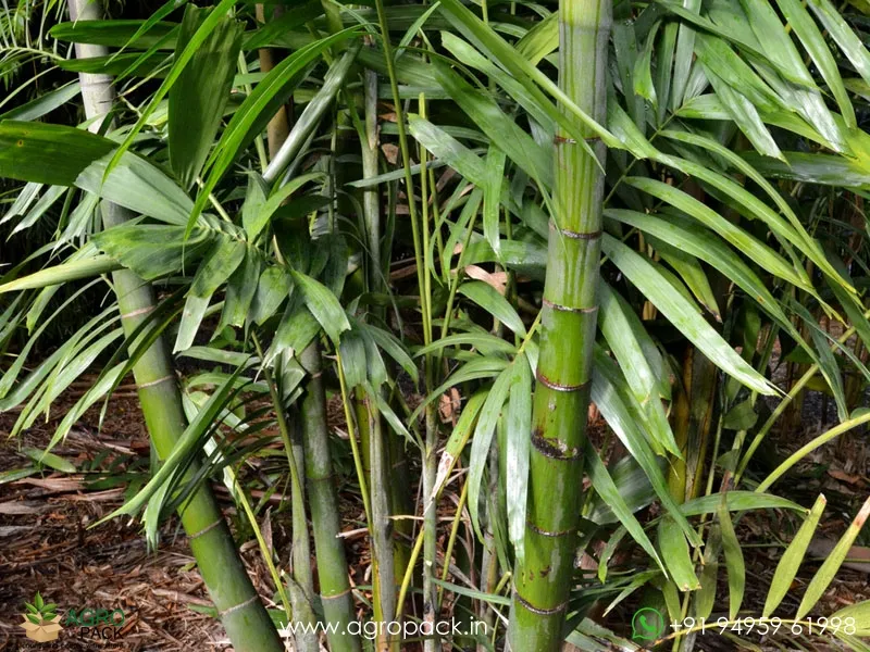 Green-Kentia-Macarthur-palm5