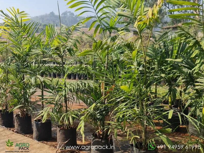 Green-Kentia-Macarthur-palm6