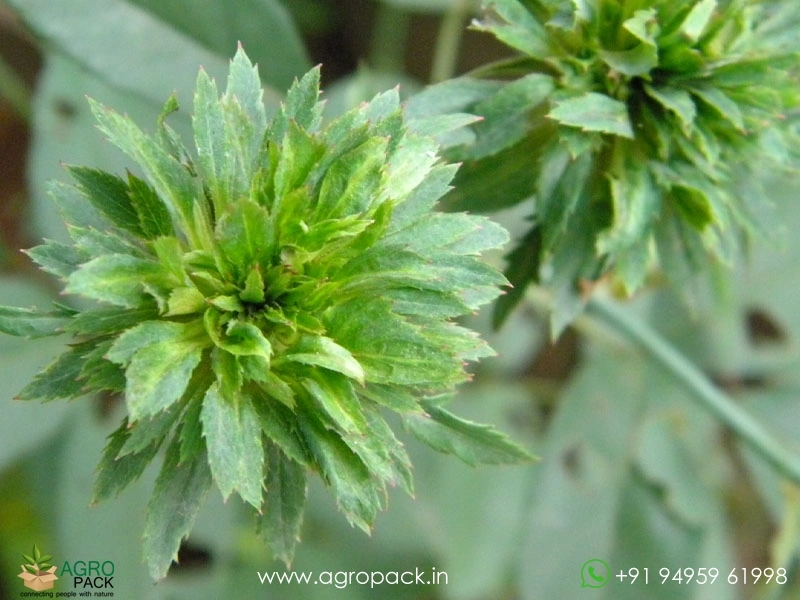 Green-Rose6
