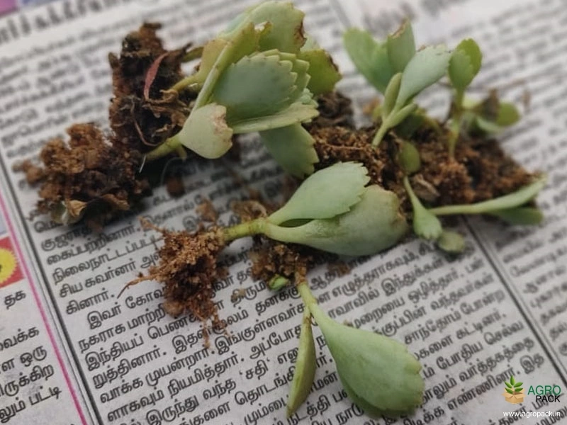 Green-Succulent-Plants1