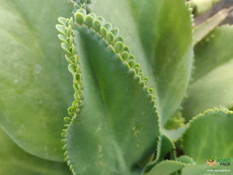 Green-Succulent-Plants2