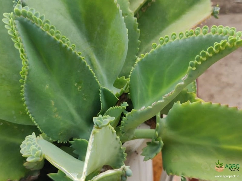 Green-Succulent-Plants3