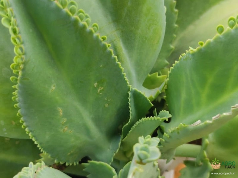 Green-Succulent-Plants4