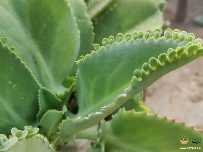 Green-Succulent-Plants5