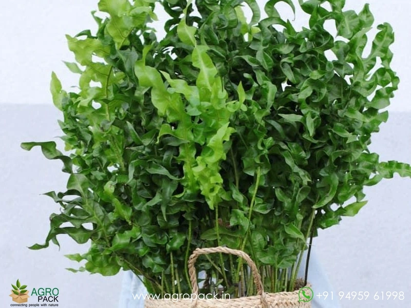 Greenwave-Fern1