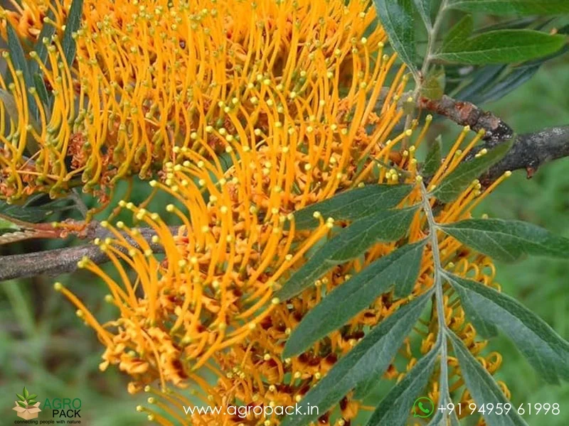 Grevillea-robusta-Silver-Oak1