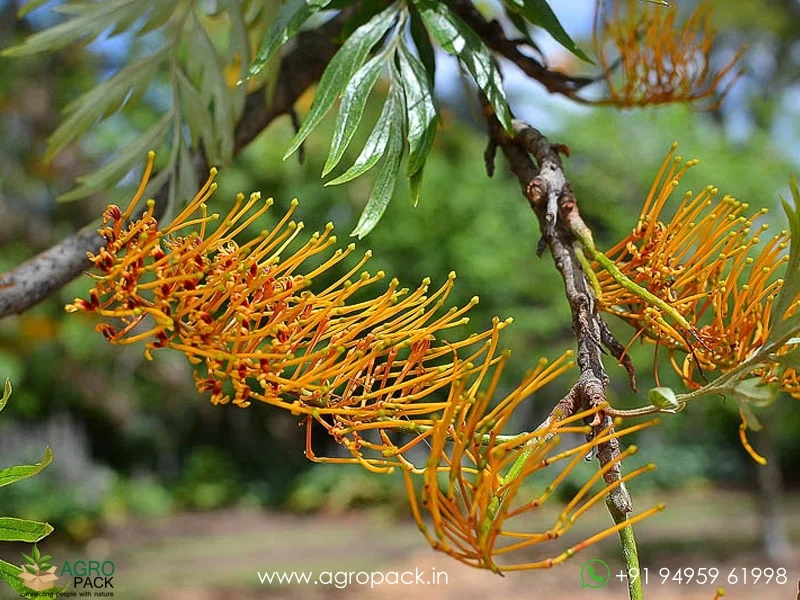 Grevillea-robusta-Silver-Oak2