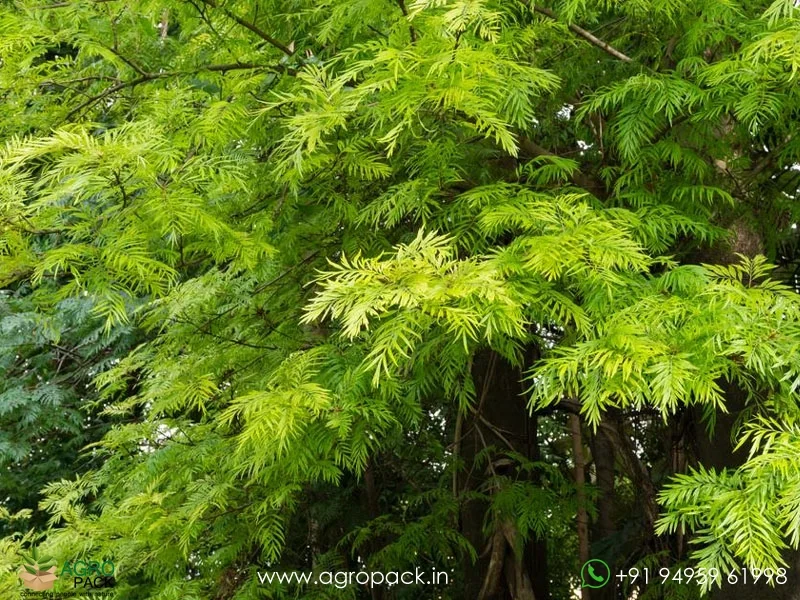 Grevillea-robusta-Silver-Oak3