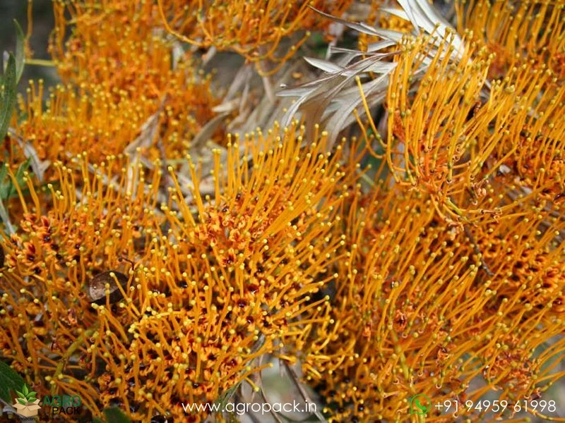Grevillea-robusta-Silver-Oak4