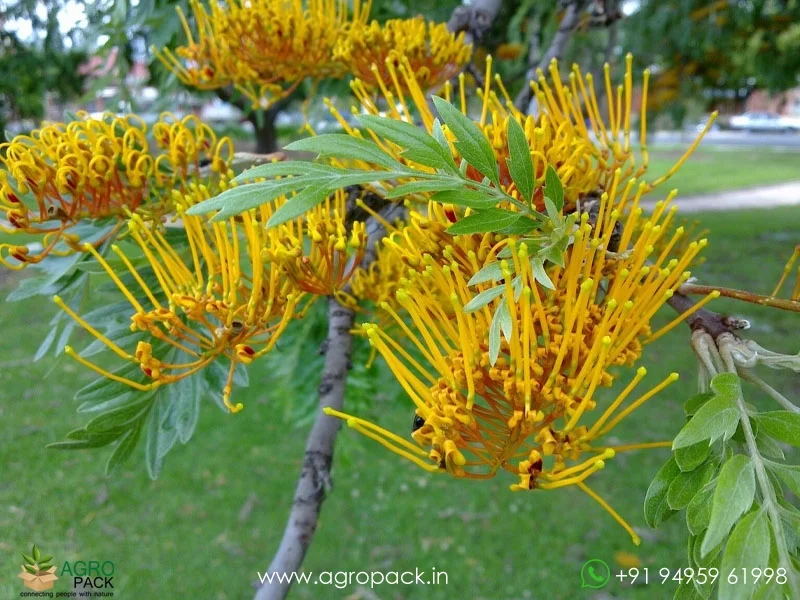 Grevillea-robusta-Silver-Oak5