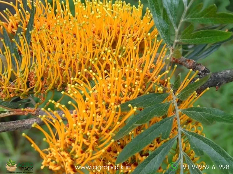 Grevillea-robusta-Silver-Oak6
