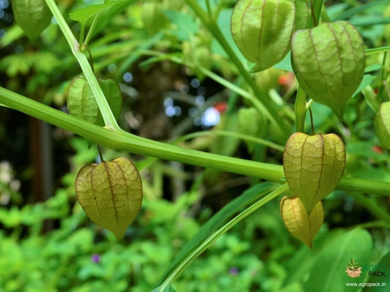 Ground-Cherry3