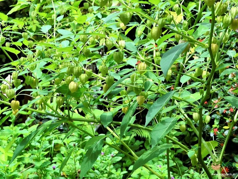 Ground-Cherry4