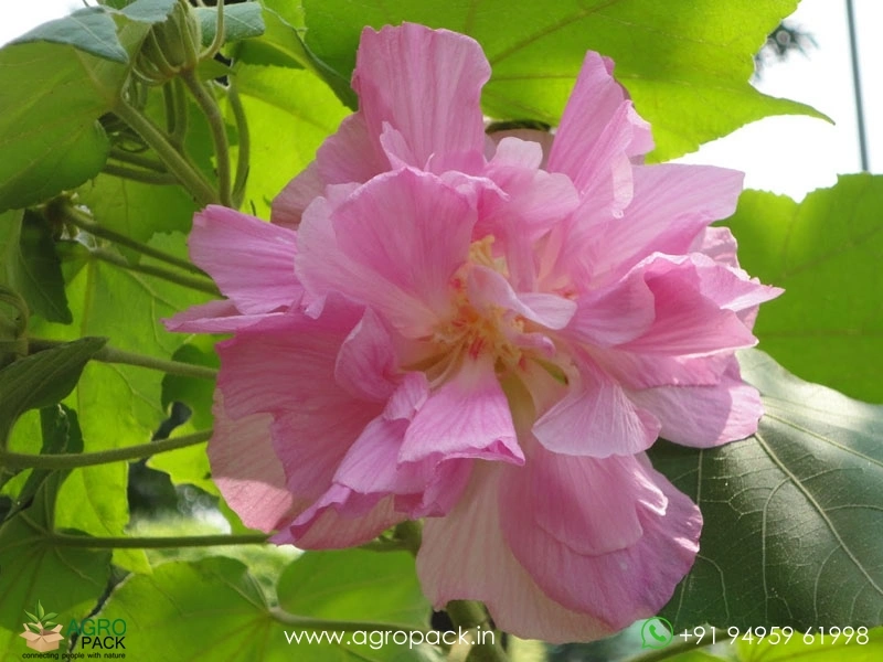 Ground-Land-Lotus2