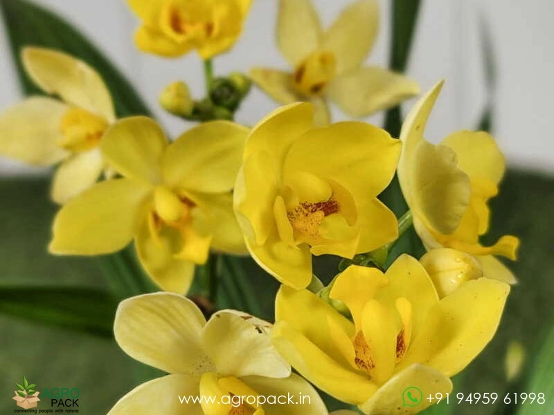 Ground-Orchid1